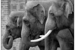 johannes - "3 elephants"
