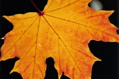 Torsten - "Herbst"