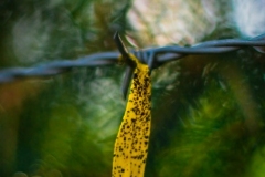 SebastianGrabert - "das letzte Blatt"