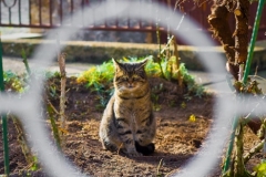 SebastianGrabert - "crosslined cat"