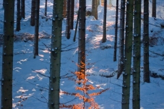 SebastianGrabert - "burning tree"