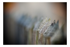 - "One like another..."