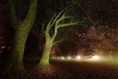 paule - "November night in paradise"