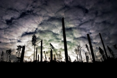 SebastianGrabert - "storm victims"