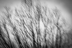 johannes - "april blur II"
