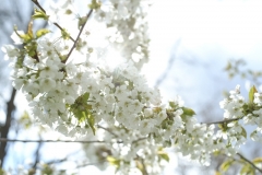 johannes - "kirschblüten"