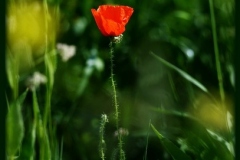 Torsten - "Rot unter Grün"