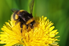 Torsten - "Eingestaubt II"