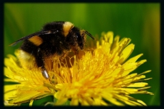 Torsten - "Eingestaubt"