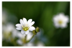 Torsten - "Weiss auf Grün 1"