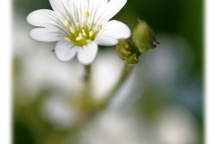 Torsten - "Weiss auf Grün 2"