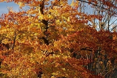 Torsten - "Herbststimmung"