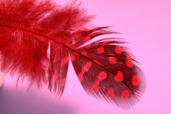 Torsten - "Gefedert1"