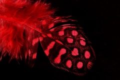 Torsten - "Gefedert 2"