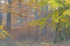 Frank Klemm - "Fall"