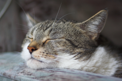 Frank Klemm - "Schlafen ..."