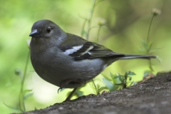 Frank Klemm - "Buchfink"