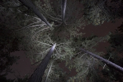 Frank Klemm - "Lichterscheinung"