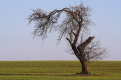 Frank Klemm - "Jumping Tree"