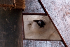 Enrico - "Gefangene"