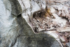 Frank Klemm - "Wood"