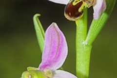 Frank Klemm - "Ragwurz"