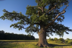 Frank Klemm - "Kalte Eiche Ernsee"