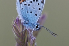 StephanK - "Flugpause im Kopfstand"