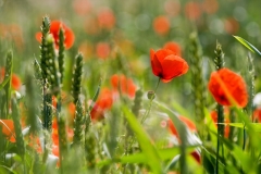 Steffen - "Letzter Sommer"