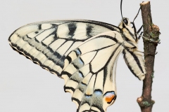 StephanK - "Schwalbenschwanz"