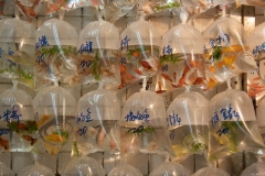 StephanK - "Tütenfische"