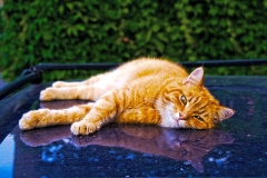 SebastianGrabert - "sleepy head"