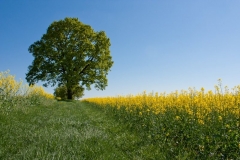 Jens - "Der grüne Weg - Regenerative Energieträger in Deutschland"