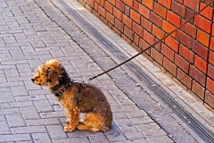 SebastianGrabert - "fuzzy dog"