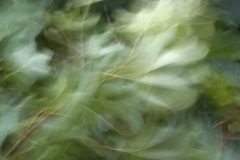 StephanK - "Sommerwind im Ahornlaub"