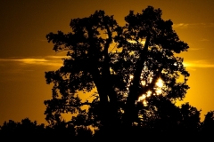 Frank Klemm - "Kalte Eiche Ernsee"