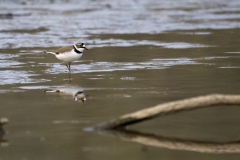 hwei - "Flussregenpfeifer"