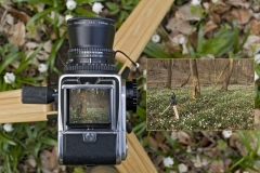 hwei - "Märzenbecher"