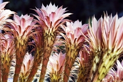 Hans - "Kaktusblüte"