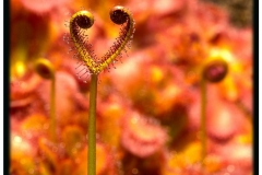 Torsten - "Außerirdisch?"