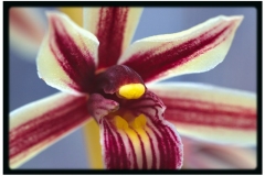 Torsten - "Orchidee in Rot"