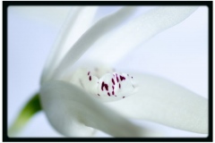 Torsten - "ganz in Weiss"