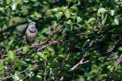 hwei - "Blaukehlchen"