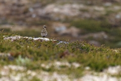 hwei - "Goldregenpfeifer"