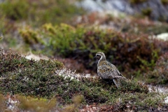 hwei - "Goldregenpfeifer"