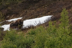 hwei - "Moschusochse"