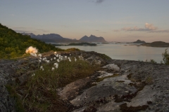 hwei - "Wollgras in der Mitternachtssonne"