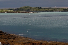 hwei - "Seeschwalben"