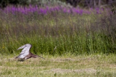 hwei - "Großer Brachvogel (Numenius arquata)"