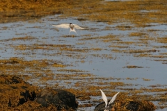 hwei - "Küstenseeschwalben"